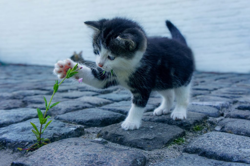 cat explores weed